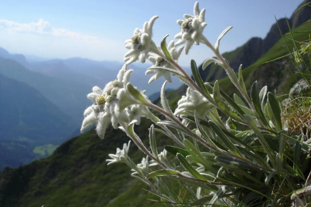 Gite Au Printemps Japonais, Petit Train De La Mure, Parc Des Ecrins Pierre-Chatel Eksteriør bilde